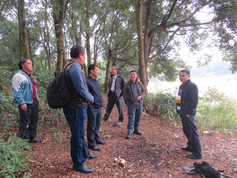 图为在塘步镇大罗村的红锥林,陈北全(右一)向尹光天(右二)等专家介绍种植情况
